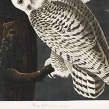 Poster about the snowy owl, based on an old engraving from 1827.