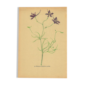 Fleurs des prés - Illustration ancienne 1948.  H.Strache -Pied d’alouette