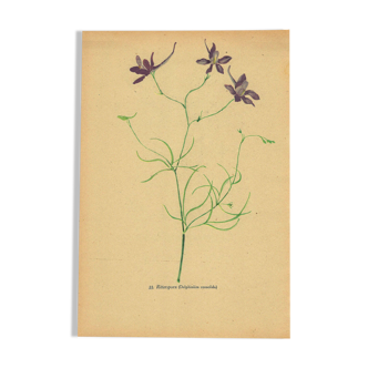 Fleurs des prés - Illustration ancienne 1948.  H.Strache -Pied d’alouette