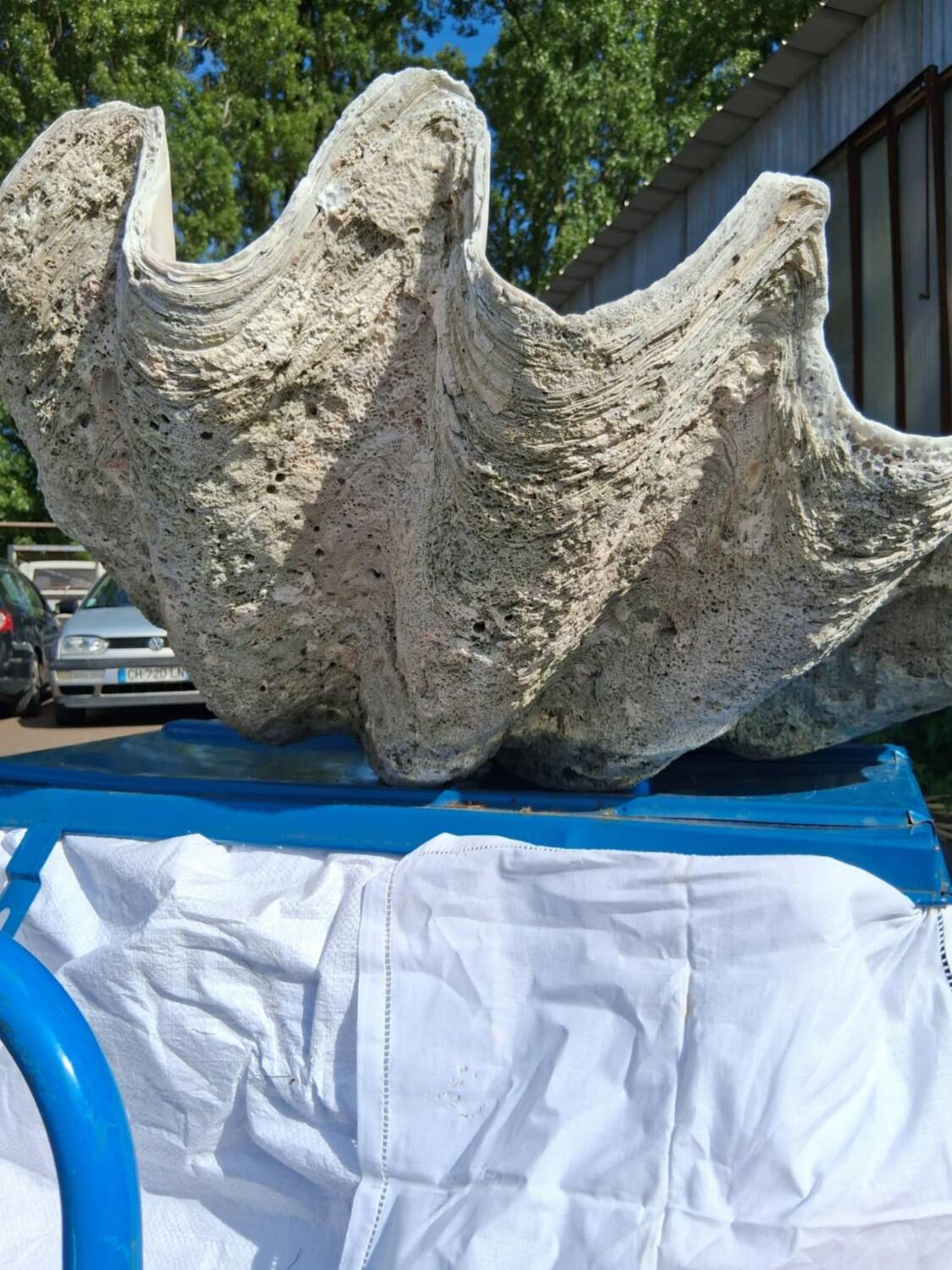 Tridacna shell (86 cm) – on base – rare and decorative