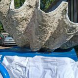 Tridacna shell (86 cm) – on base – rare and decorative