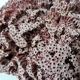 Ancien morceau de corail rose naturel 392g