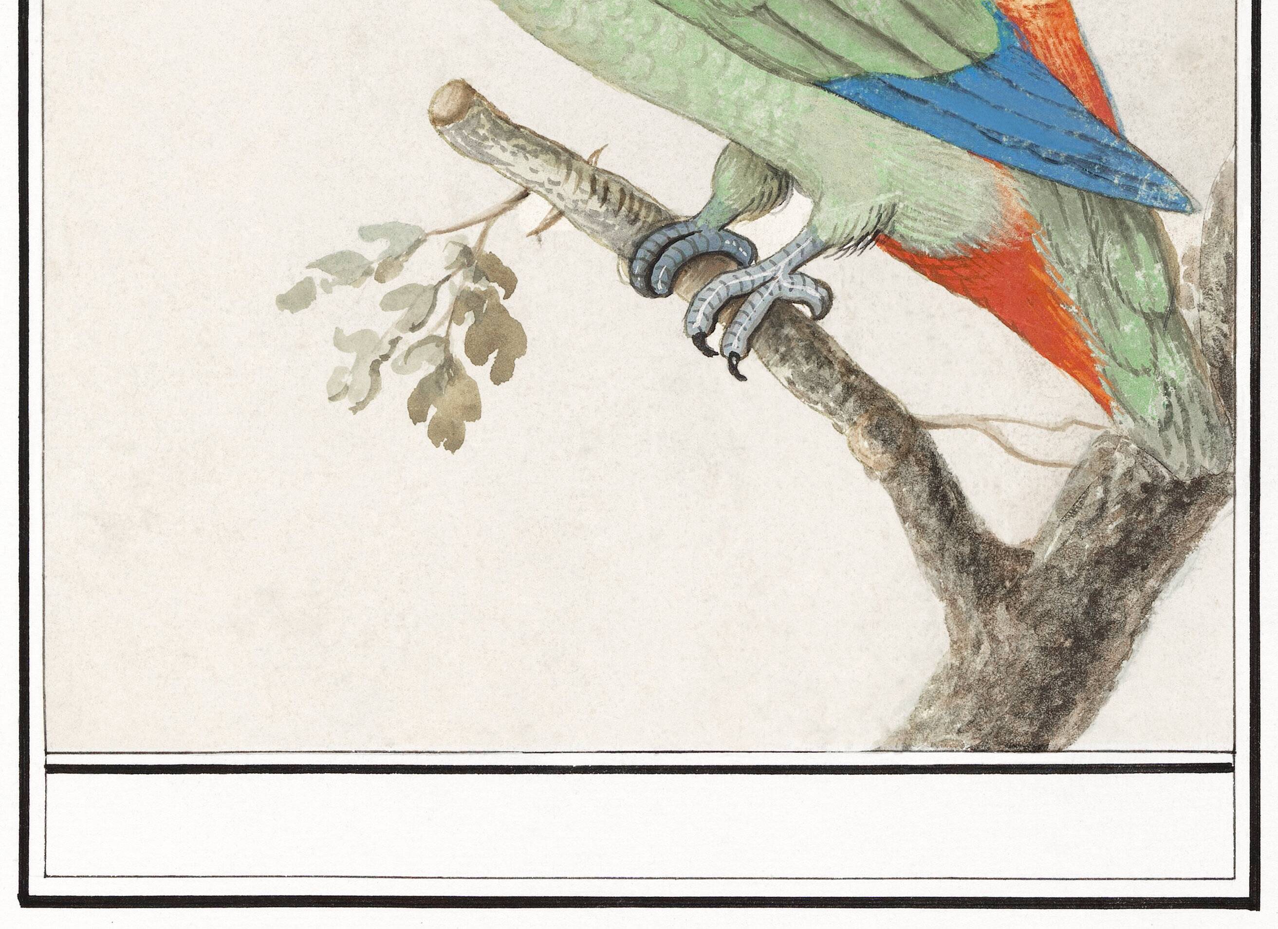 Small poster about the parakeet, after an old engraving from 1610.