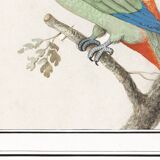 Small poster about the parakeet, after an old engraving from 1610.