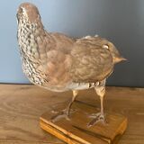 Stuffed/stuffed partridge