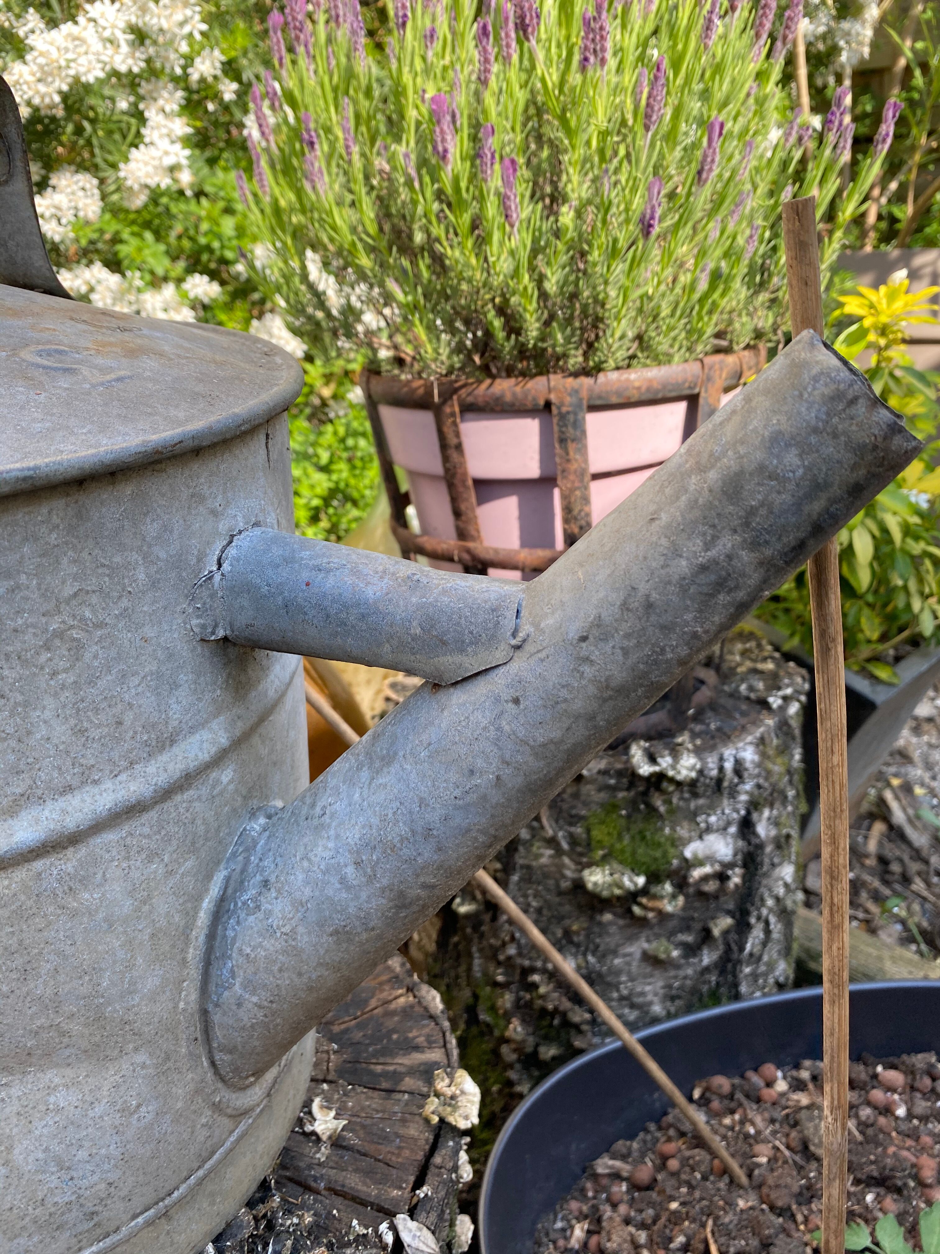 Old zinc watering can