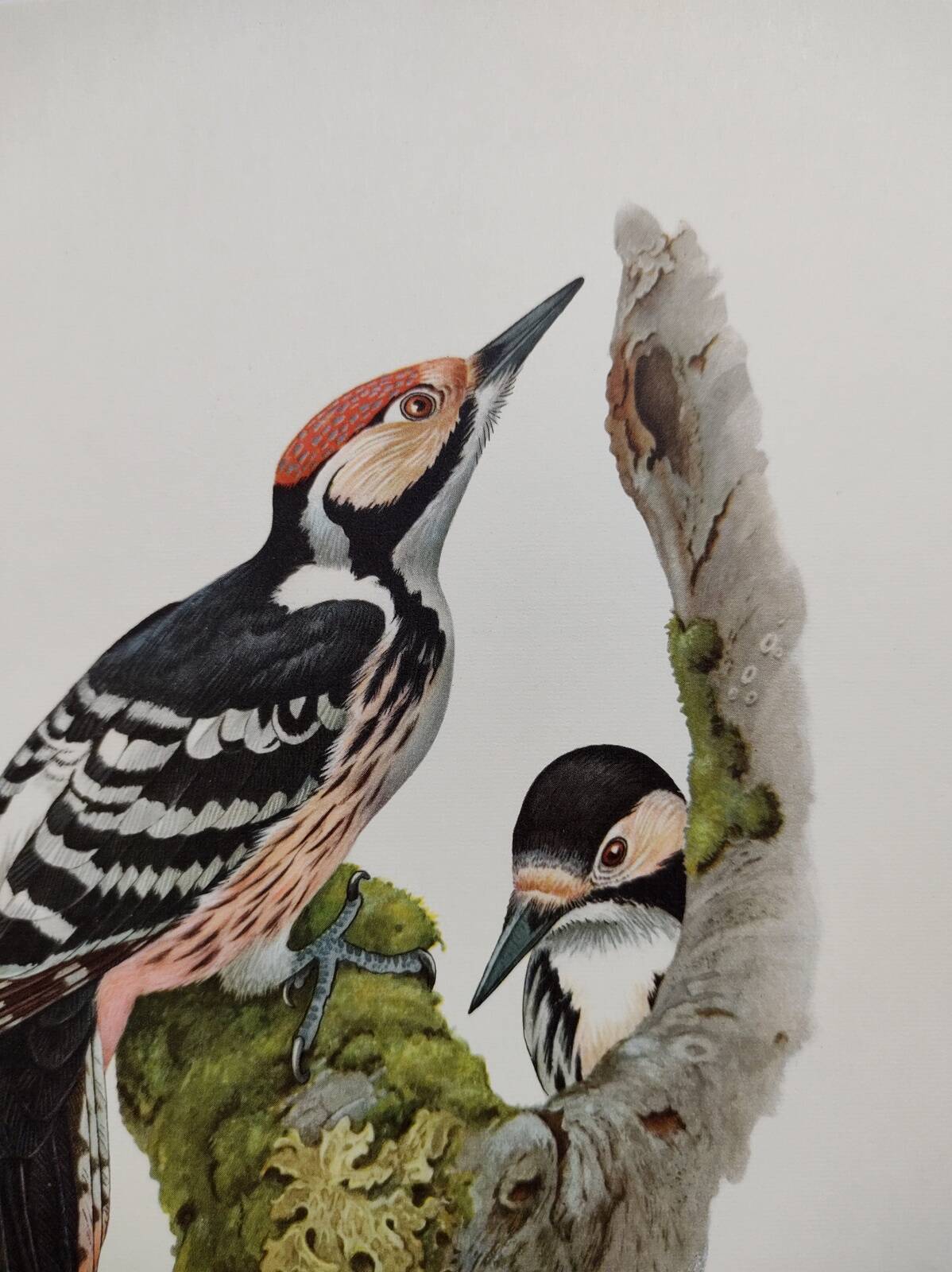 Bird board 60s - White-backed Woodpecker - Vintage zoological and ornithological illustration