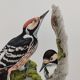 Bird board 60s - White-backed Woodpecker - Vintage zoological and ornithological illustration