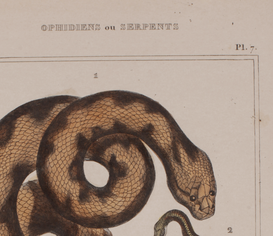 Lithography engraving vintage snake - Buffon 1850