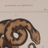 Lithography engraving vintage snake - Buffon 1850
