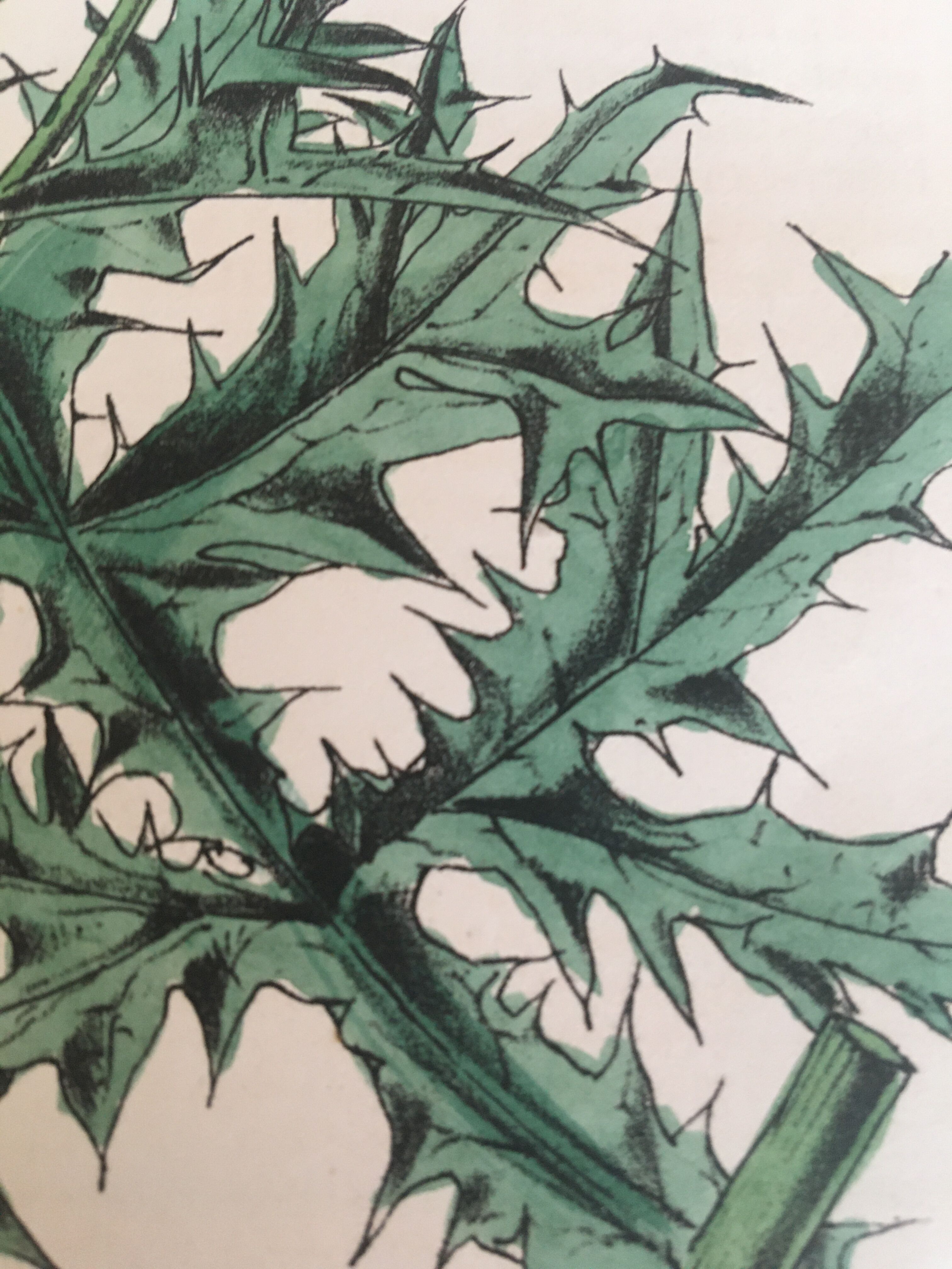 Botanical board, Ed London 1878