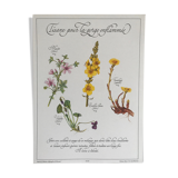Vintage botanical board