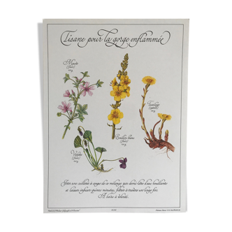Planche botanique vintage