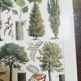 Lithograph on trees from 1928 "poplar"