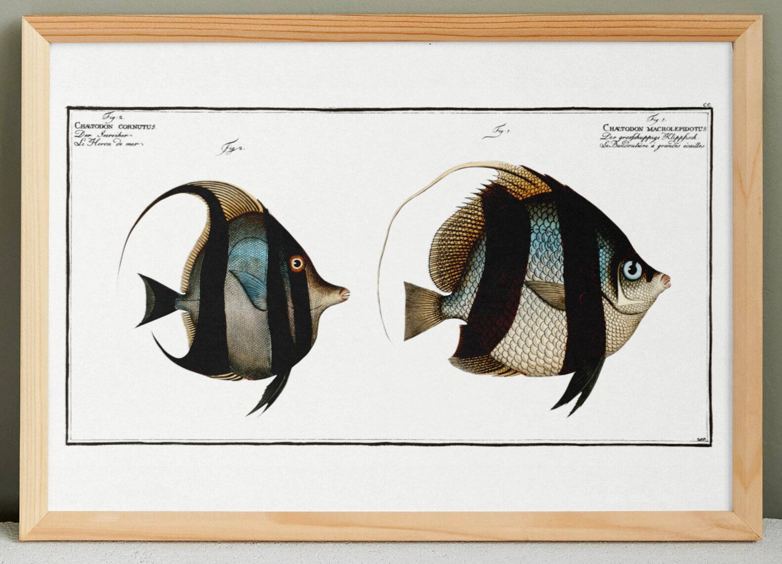 Poster about Butterfly Fish, based on an old engraving from 1746.