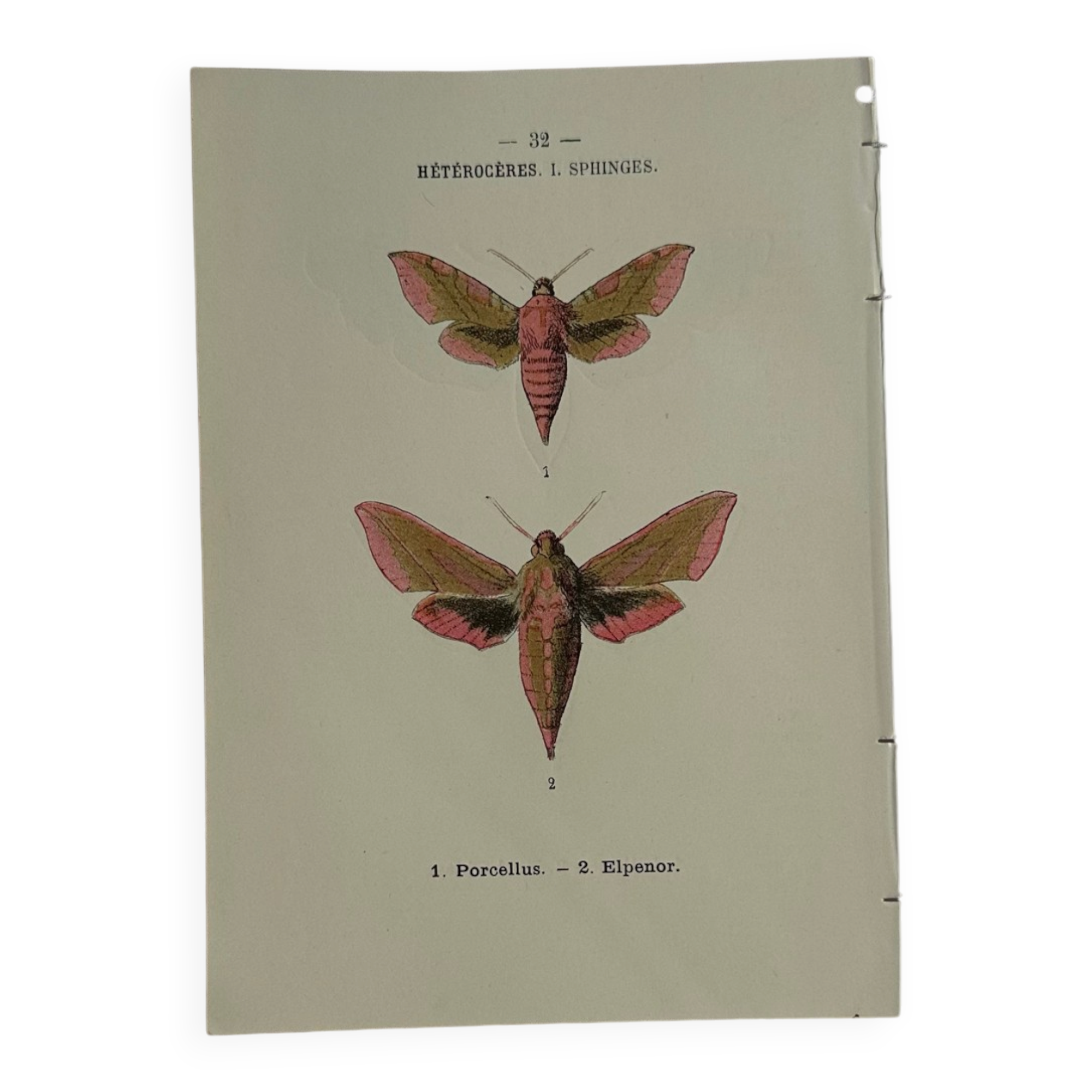 🦋 Botanical Plate Engraving of a Butterfly, 19th Century Naturalist