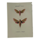 🦋 Botanical Plate Engraving of a Butterfly, 19th Century Naturalist