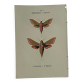 Planche Botanique Gravure Papillon naturaliste ancienne 19eme