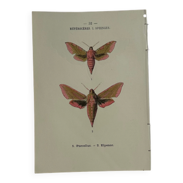🦋 Botanical Plate Engraving of a Butterfly, 19th Century Naturalist
