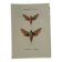 🦋 Botanical Plate Engraving of a Butterfly, 19th Century Naturalist