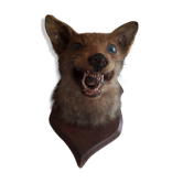 Trophée de chasse ancien taxidermie