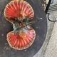 Servant in the shape of an enamelled ceramic shell and forged iron in vintage Vallauris style