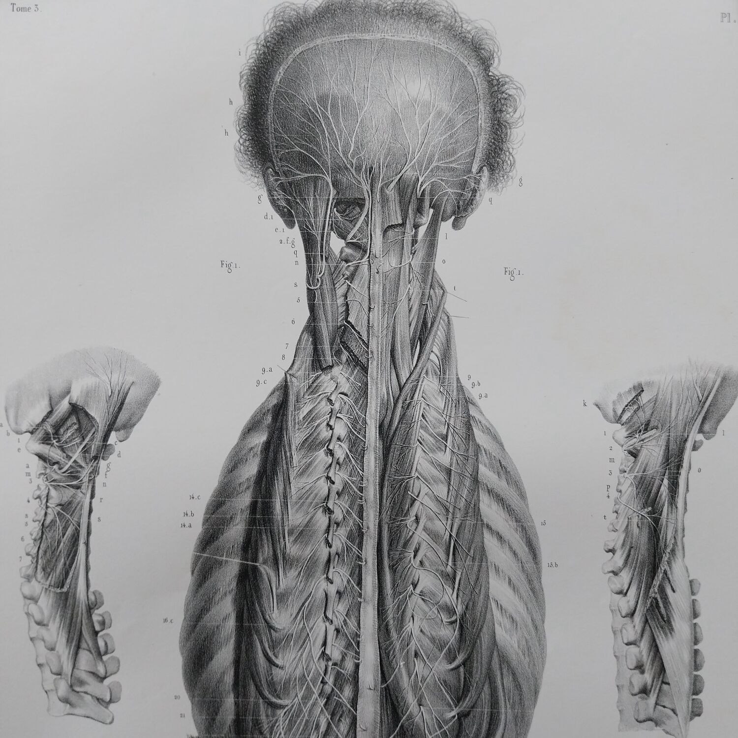 Anatomical chart XIXth