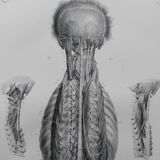 Anatomical chart XIXth