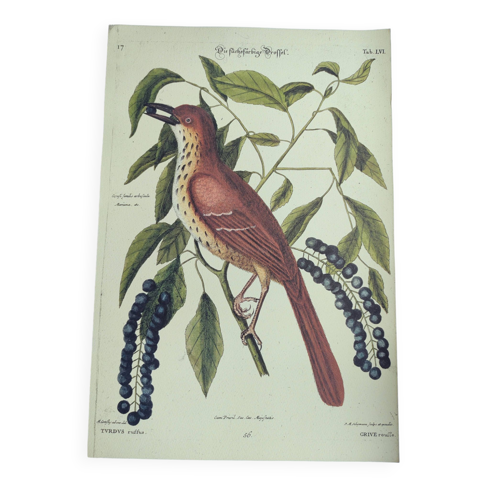 Gravure ancienne oiseau  -Grive Rousse- Planche zoologique de Seligmann & Catesby