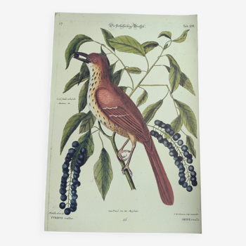 Old bird engraving -Red Thrush- Zoological plate by Seligmann & Catesby