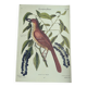 Gravure ancienne oiseau  -Grive Rousse- Planche zoologique de Seligmann & Catesby