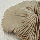 Fungia type coral