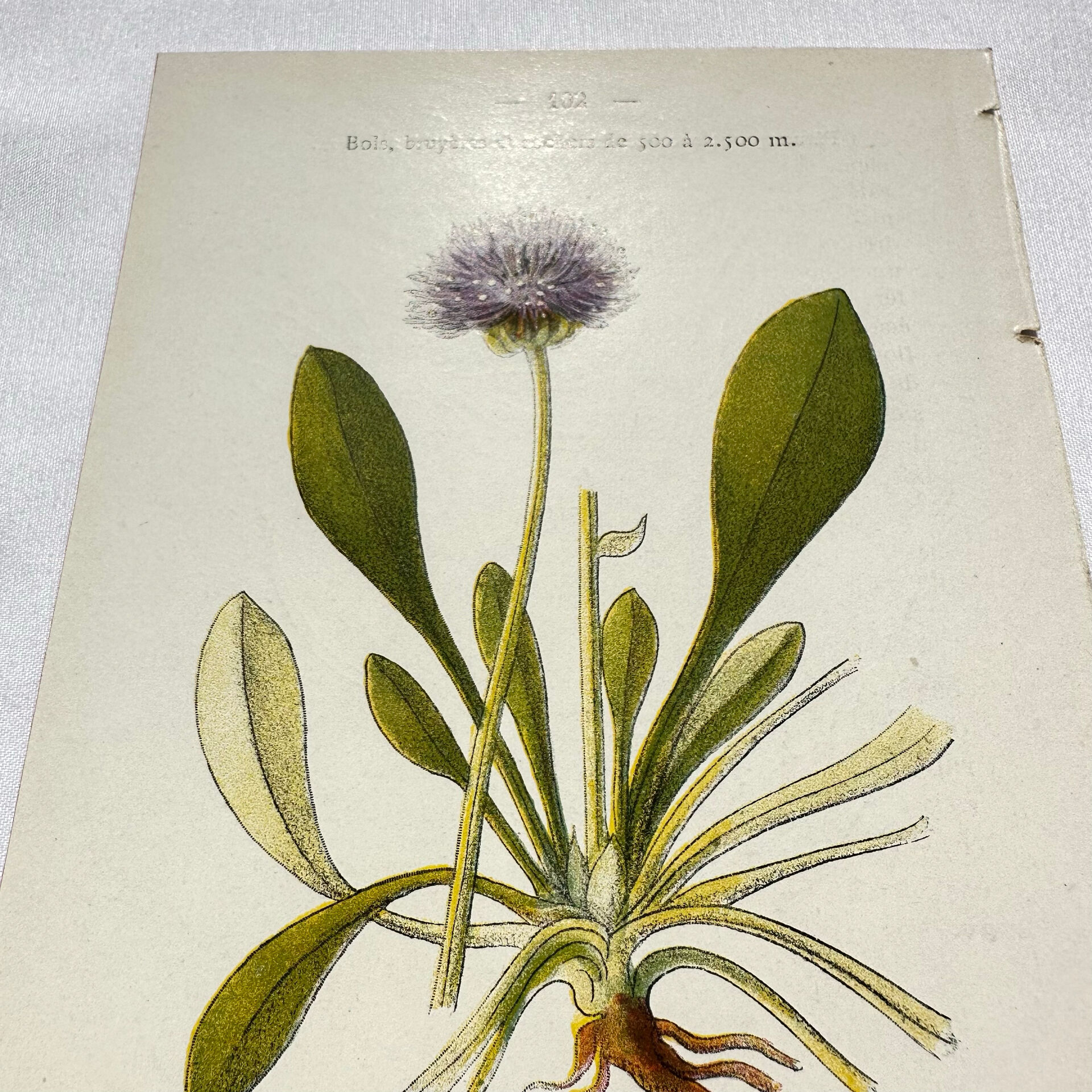Coloured engraving hands botanical poster antique 1800 double-sided