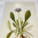 Coloured engraving hands botanical poster antique 1800 double-sided