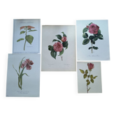 Lot de 5 planches botaniques - Couleur Rose