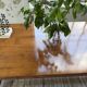 Table repas style drapière noyer 2m5/3m5 1900