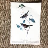 Ornithological setting