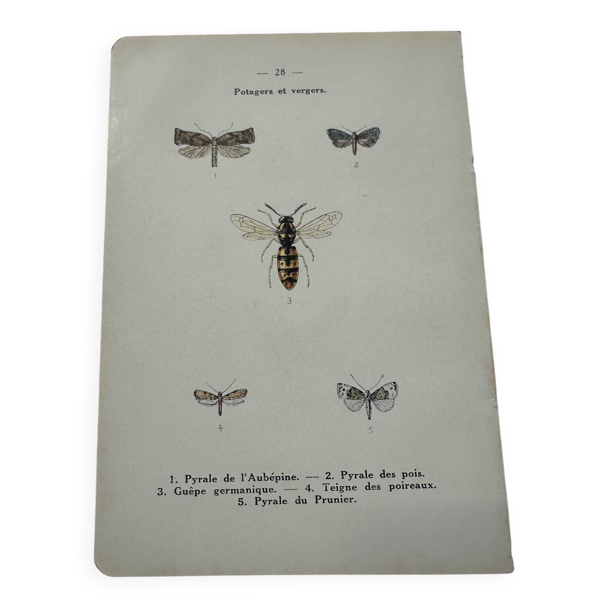 Naturalist plate insect entomology old lithograph