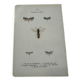 Naturalist plate insect entomology old lithograph