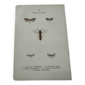 Naturalist plate insect entomology old lithograph