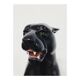 Black Panther Ceramic