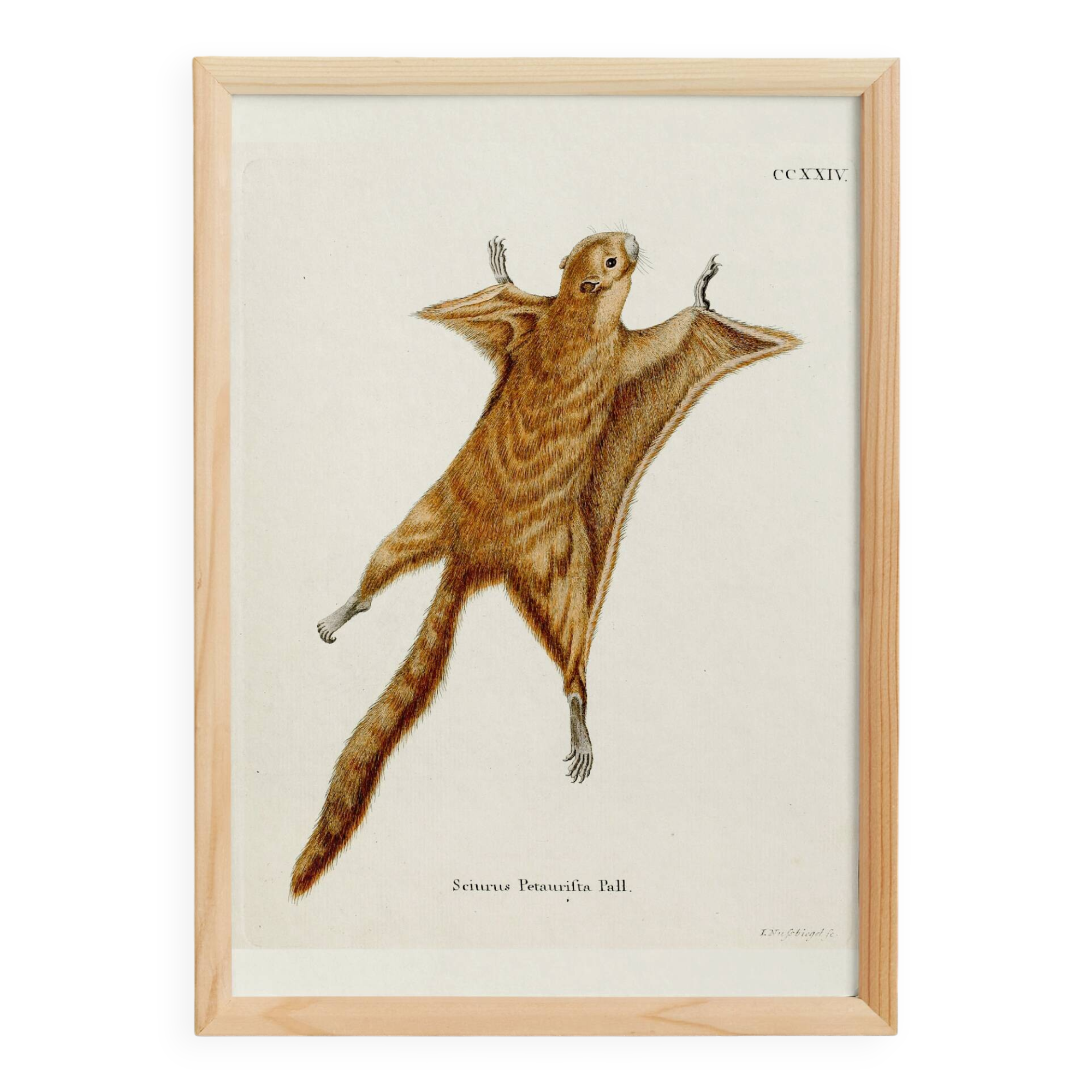 Poster about the flying squirrel, based on an old engraving from 1774.