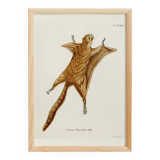 Poster about the flying squirrel, based on an old engraving from 1774.