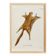 Poster about the flying squirrel, based on an old engraving from 1774.