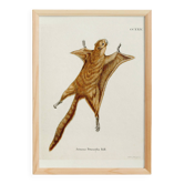 Poster about the flying squirrel, based on an old engraving from 1774.
