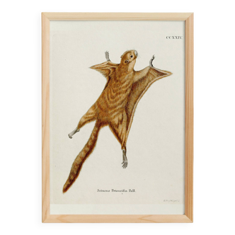 Poster about the flying squirrel, based on an old engraving from 1774.