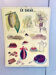 Vintage school poster cocoa – Émile Deyrolle Paris 1970s