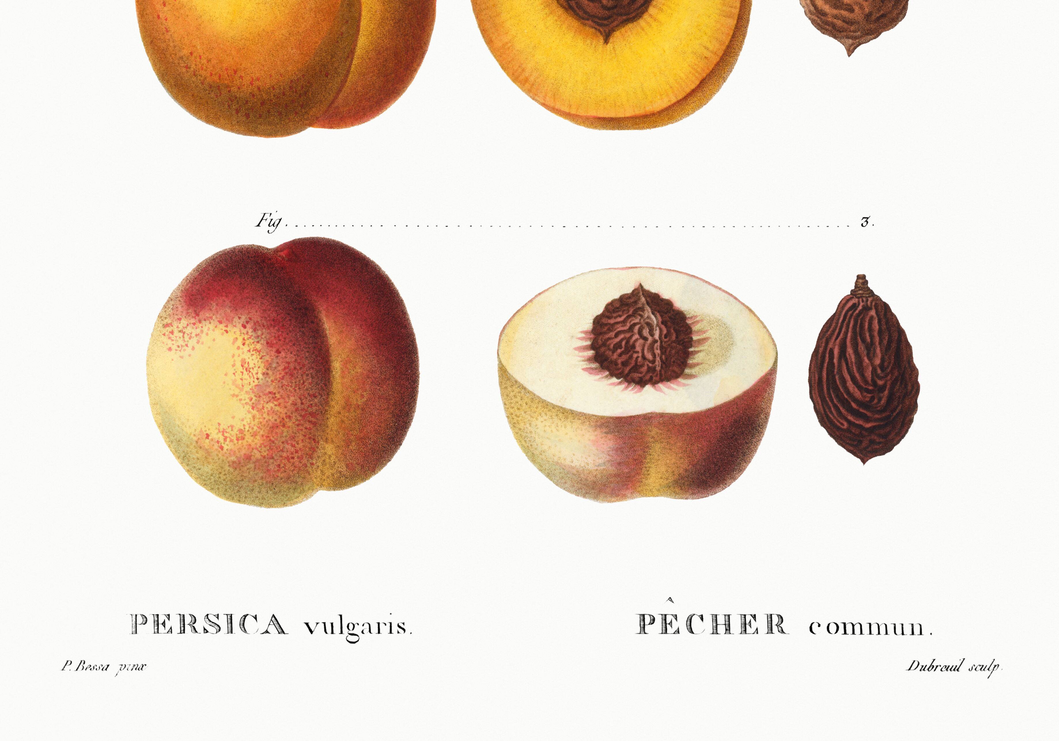 Poster on the theme of the Common Peach Tree, based on an old engraving from 1802