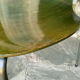 Suite of 4 chairs 3107 olive color, series 7 Arne Jacobsen for Fritz Hansen 1978