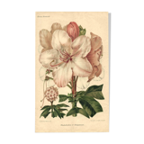 Botanical Print from 1896 by AL Clement, pina • Rhododendron X Halopeanum. • Old lithograph